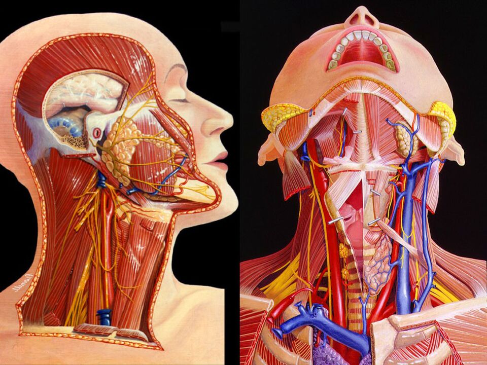 анатомия на шията